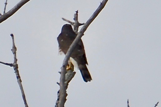 Sharp-shinned Hawk - ML609654564