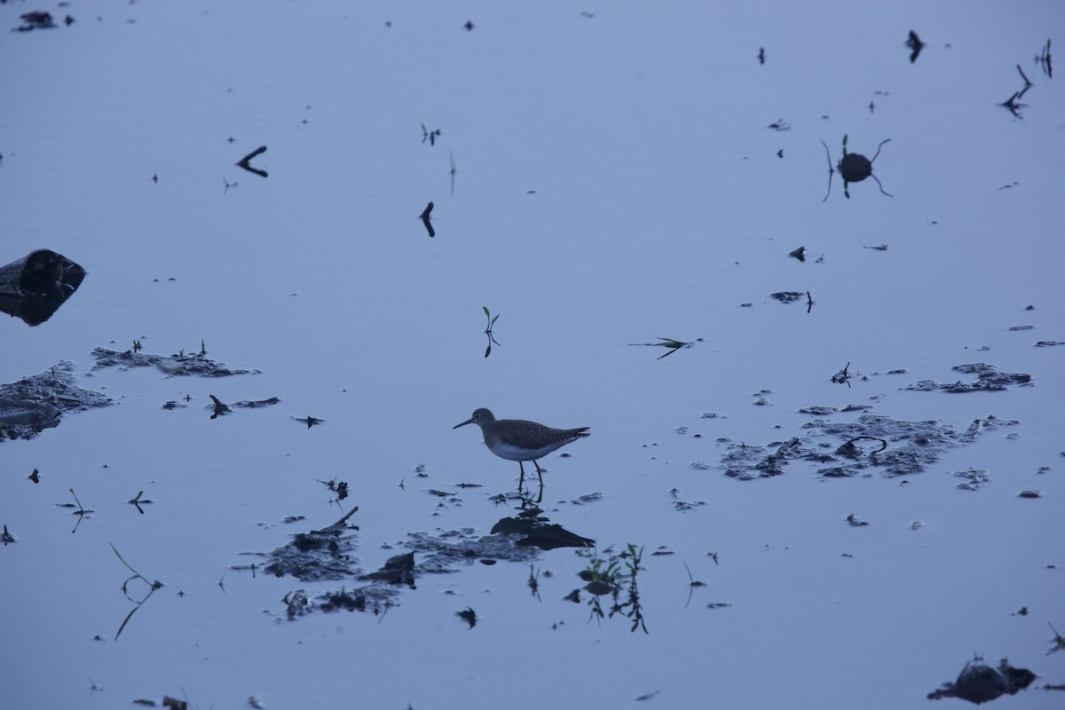 Solitary Sandpiper - ML609654616