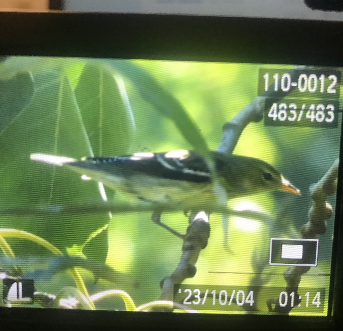 Blackpoll Warbler - ML609654639