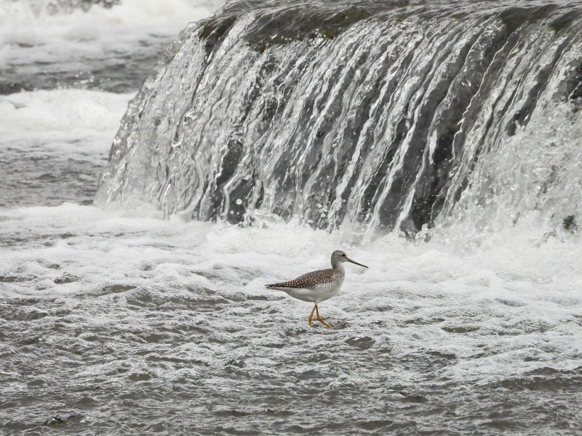 Greater Yellowlegs - ML609654650