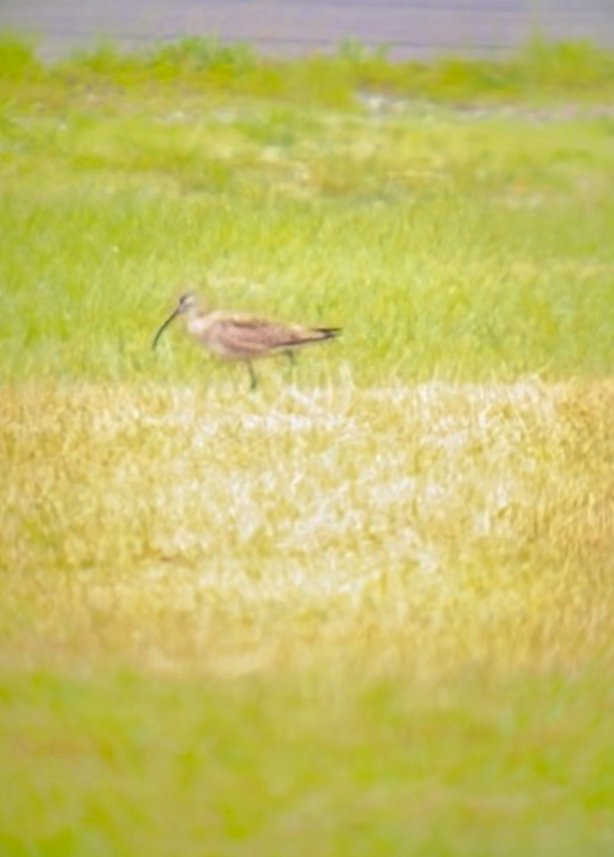 Regenbrachvogel - ML609654719