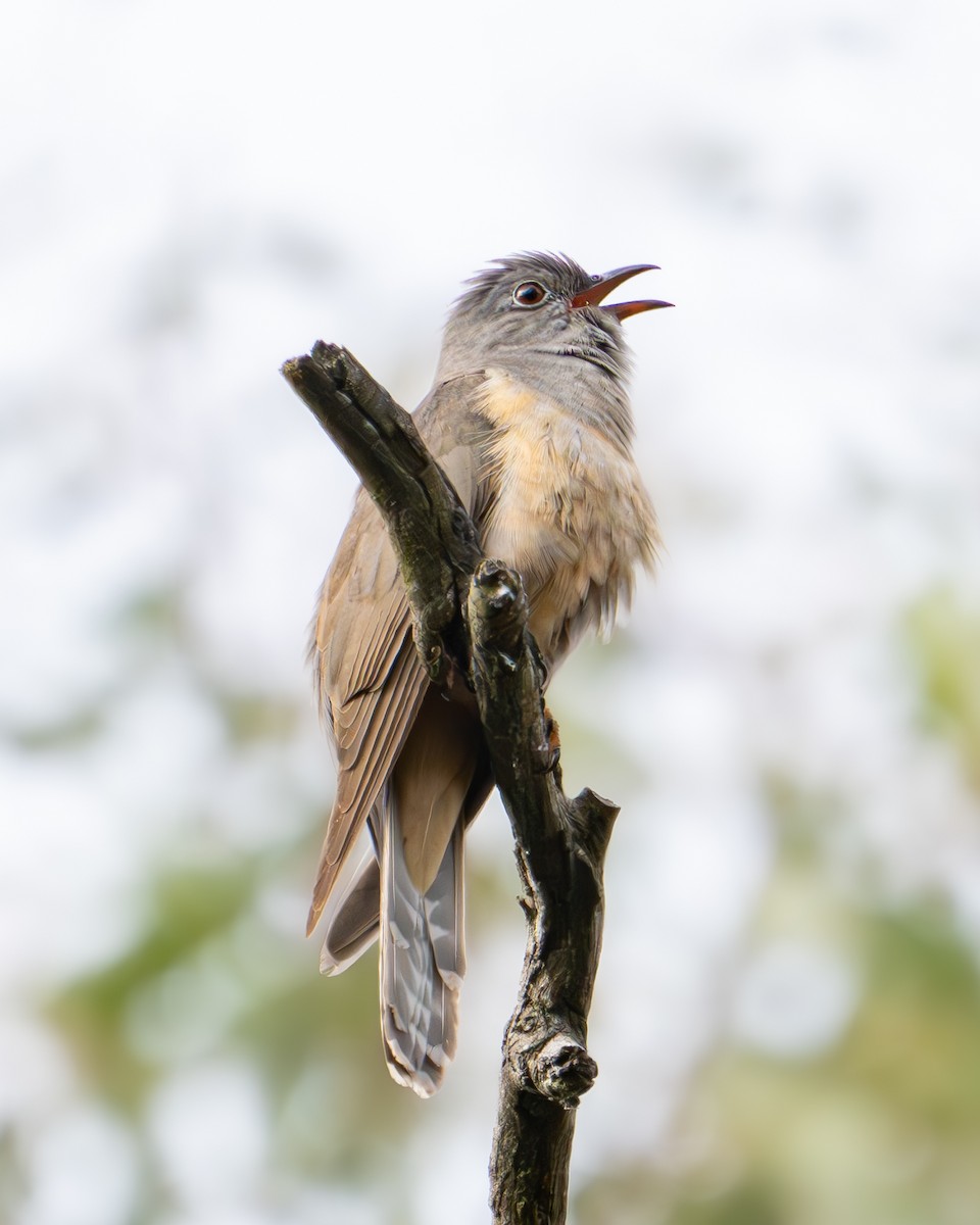 Brush Cuckoo - ML609654722