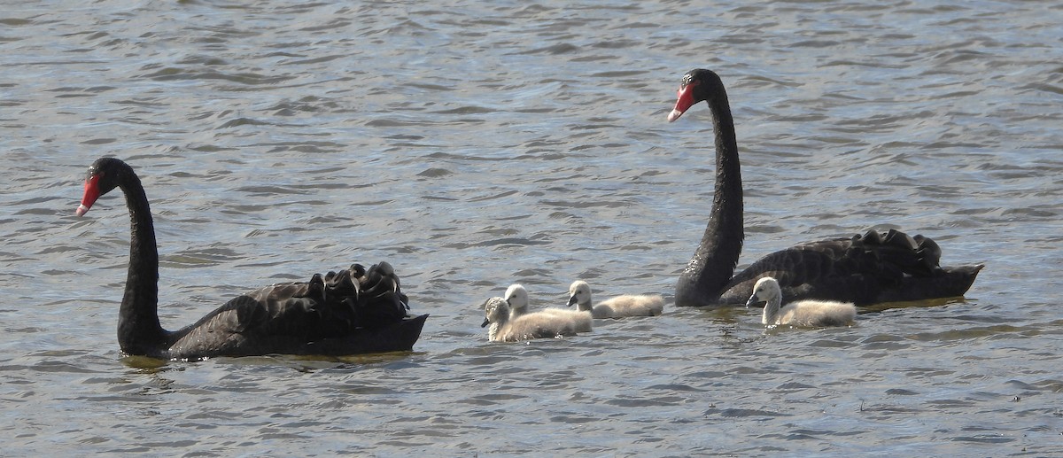 Black Swan - Shiela Shallcross