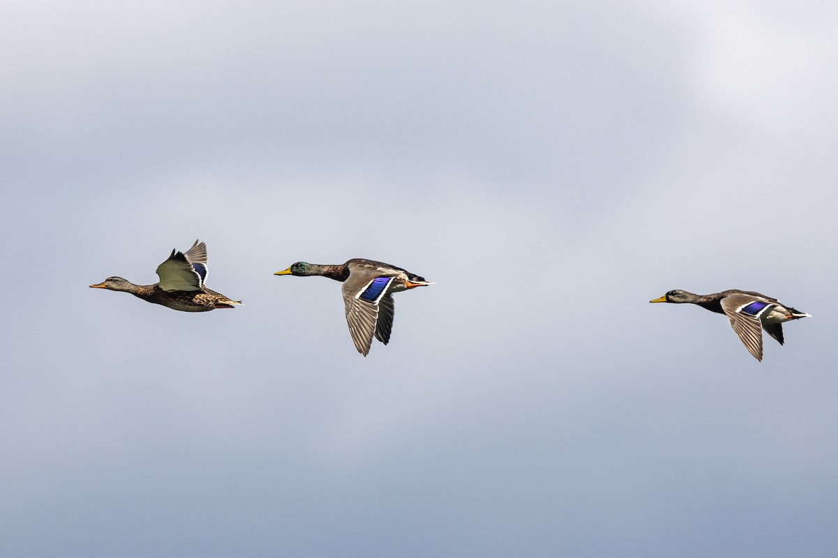 Mallard - Renee Sparks