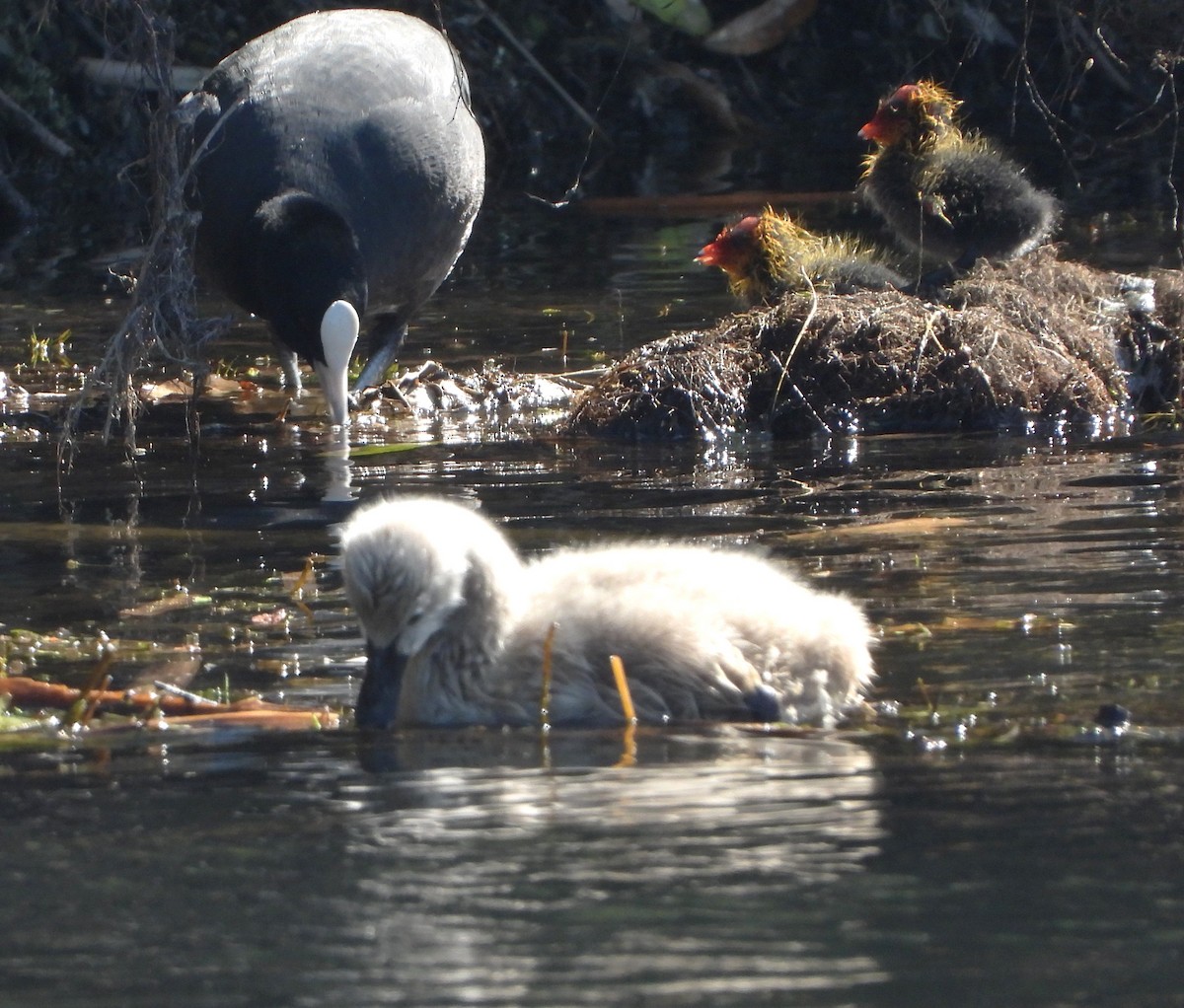 Eurasian Coot - Shiela Shallcross