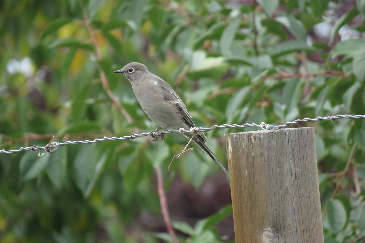 Townsend's Solitaire - Teresa Dolman