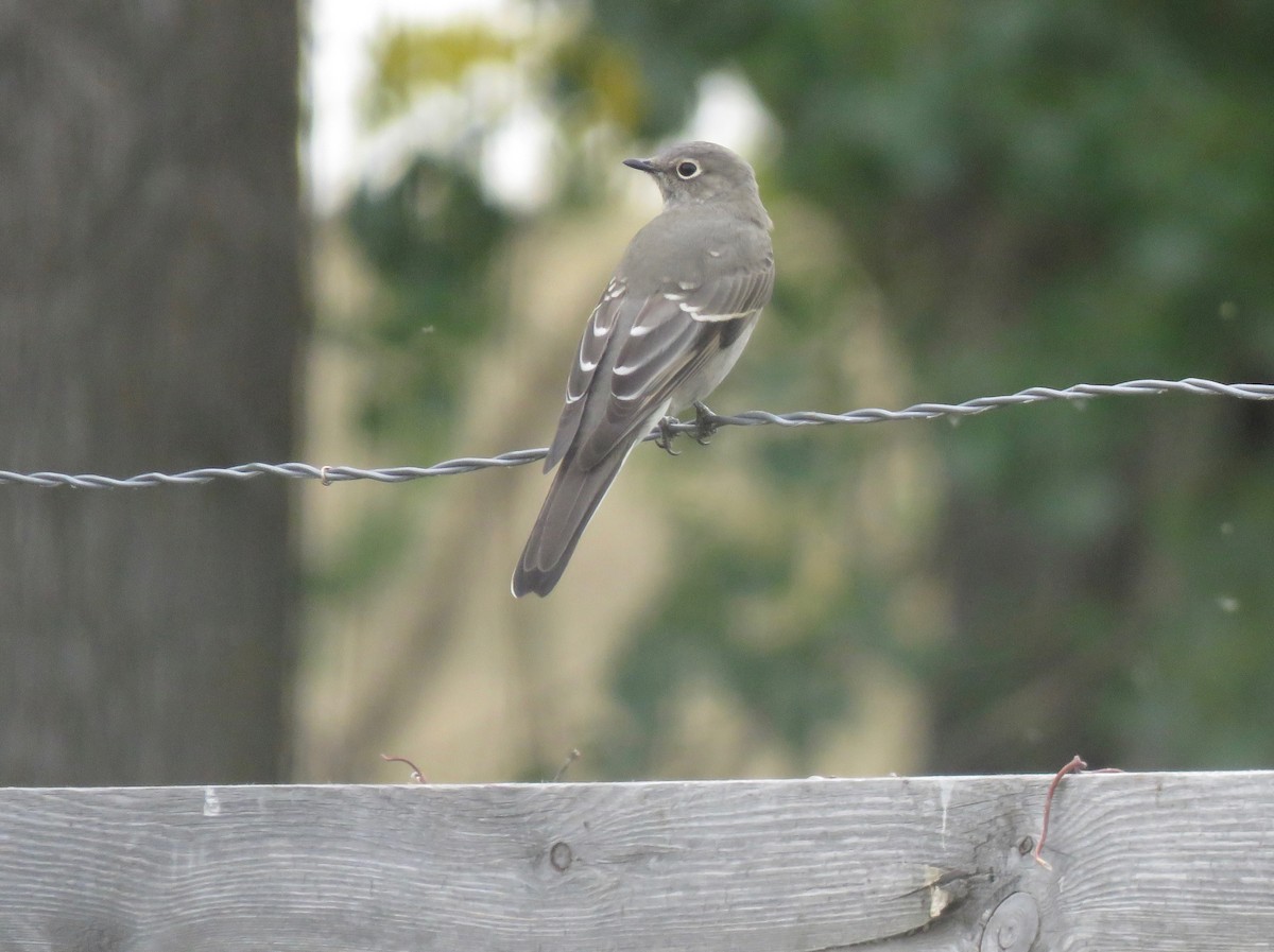 Townsend's Solitaire - Teresa Dolman