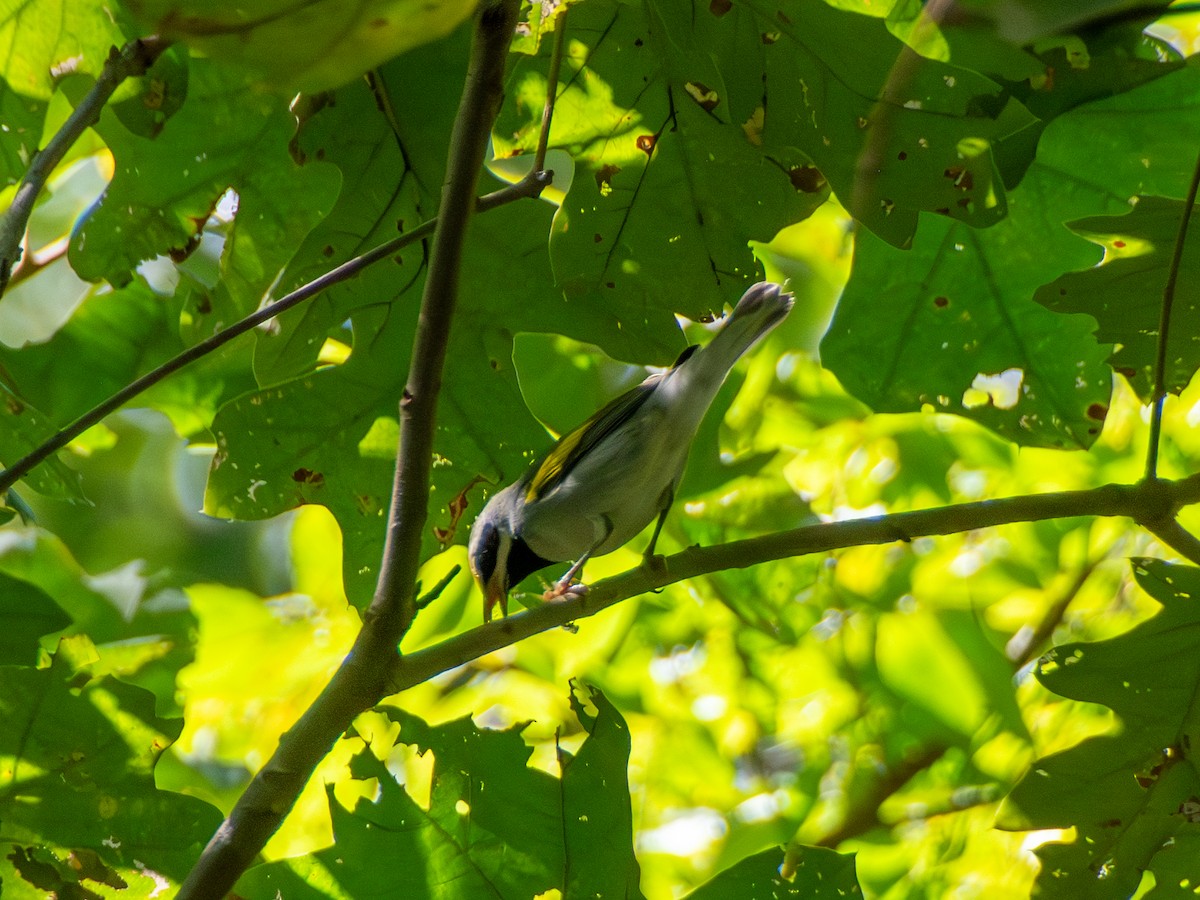 Golden-winged Warbler - ML609654964