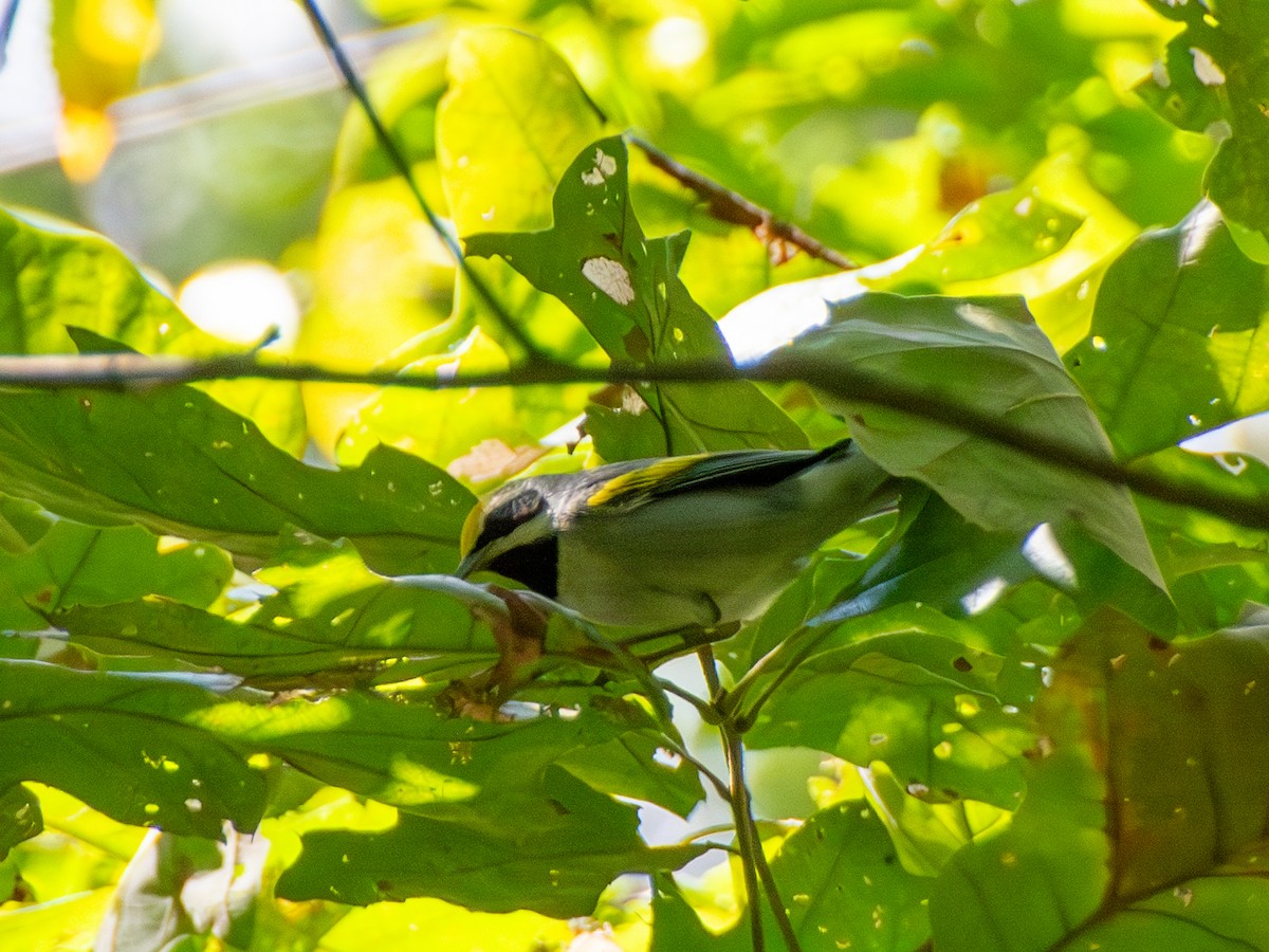 Golden-winged Warbler - ML609654965