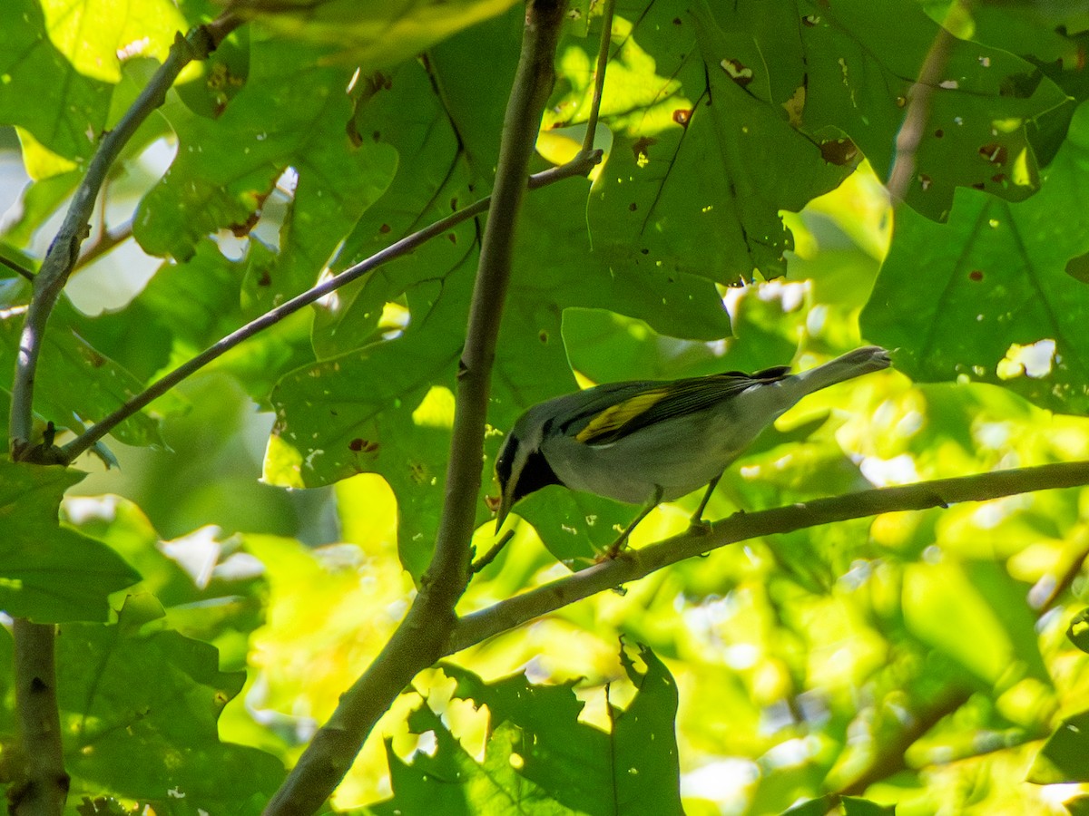 Golden-winged Warbler - ML609654966