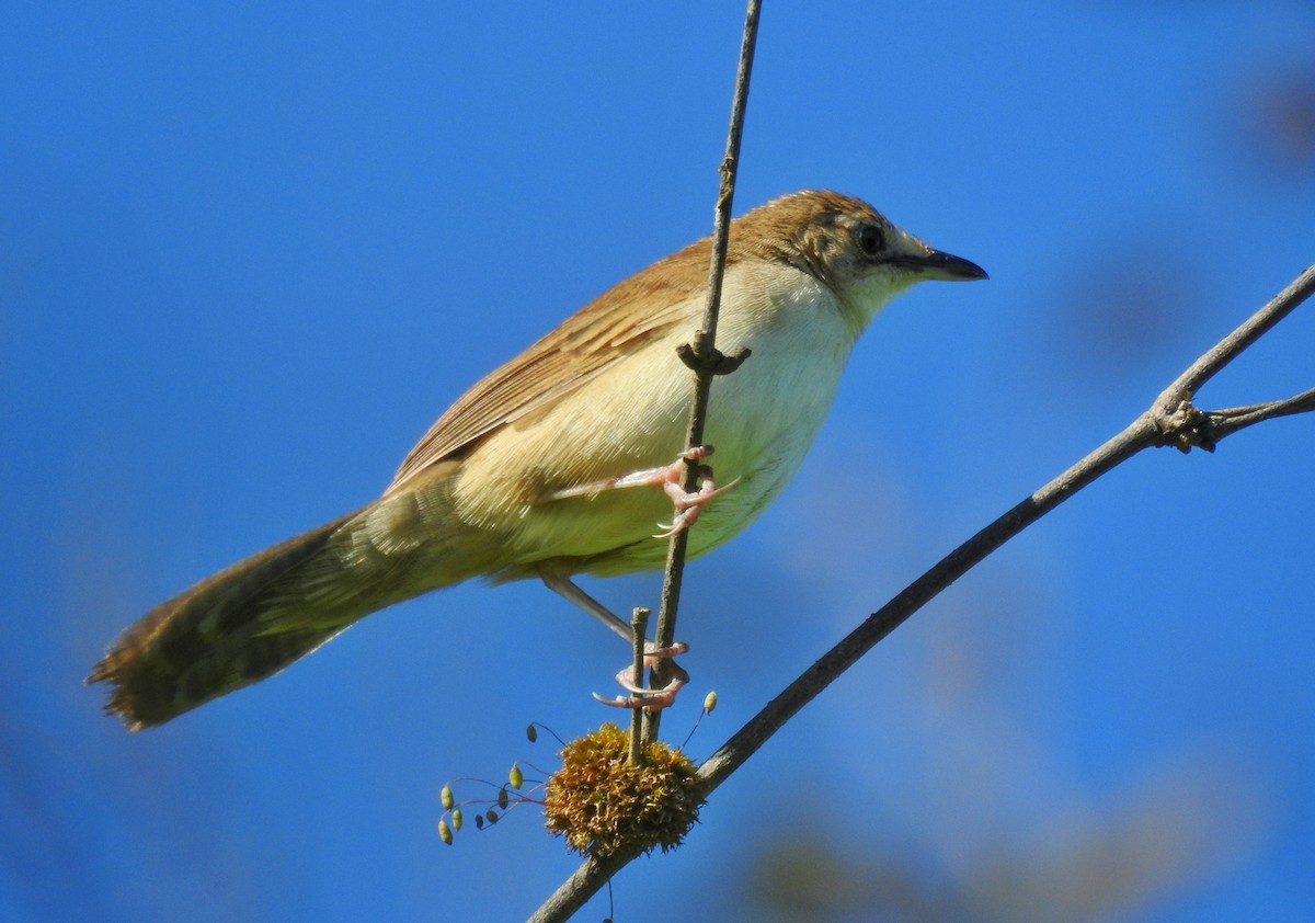 Broad-tailed Grassbird - Abhijeet Rasal