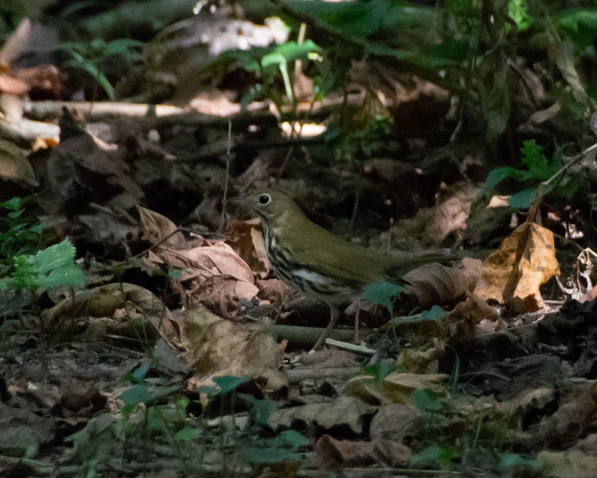 Ovenbird - ML609655286