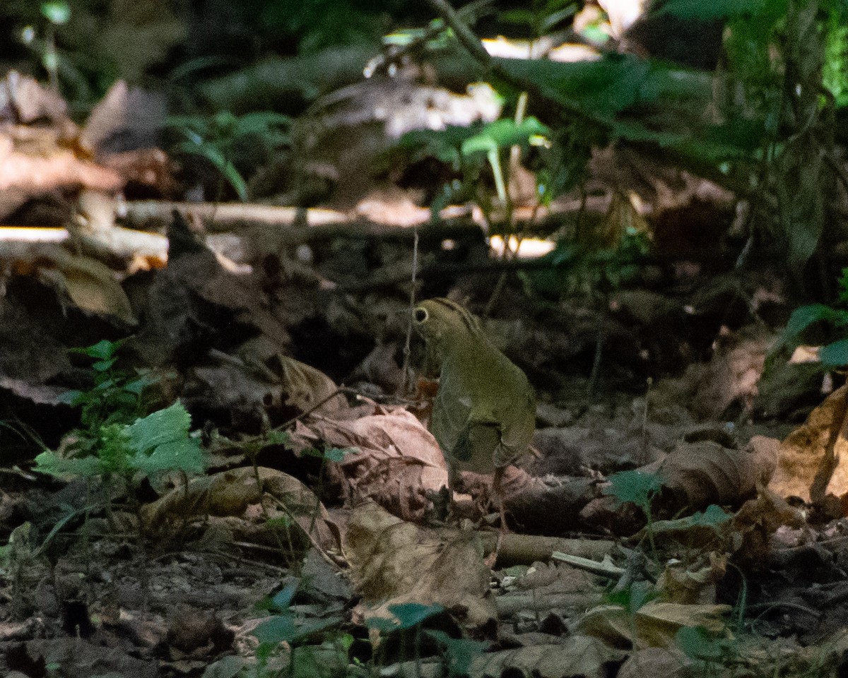 Ovenbird - ML609655287