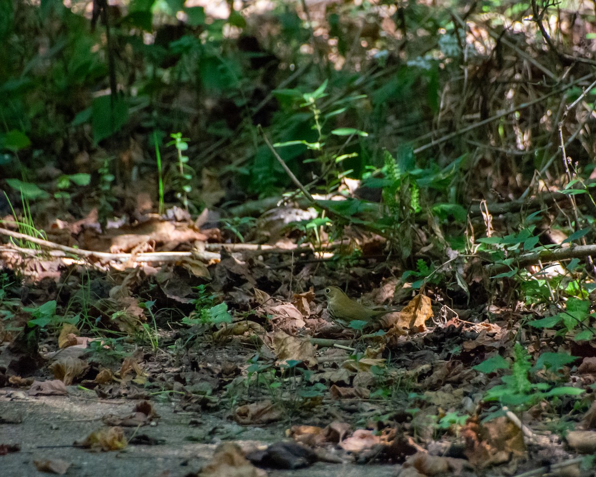 Ovenbird - ML609655288