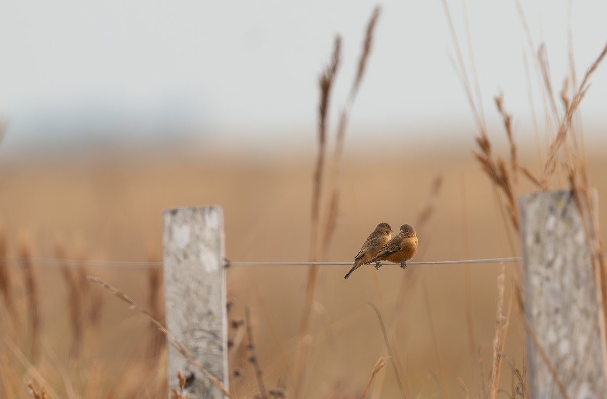 Tawny-bellied Seedeater - ML609655299