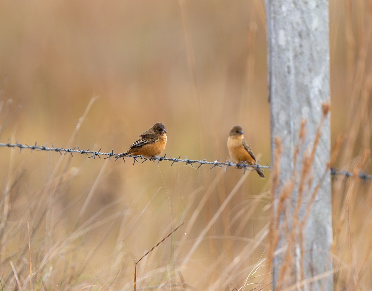 Tawny-bellied Seedeater - ML609655300