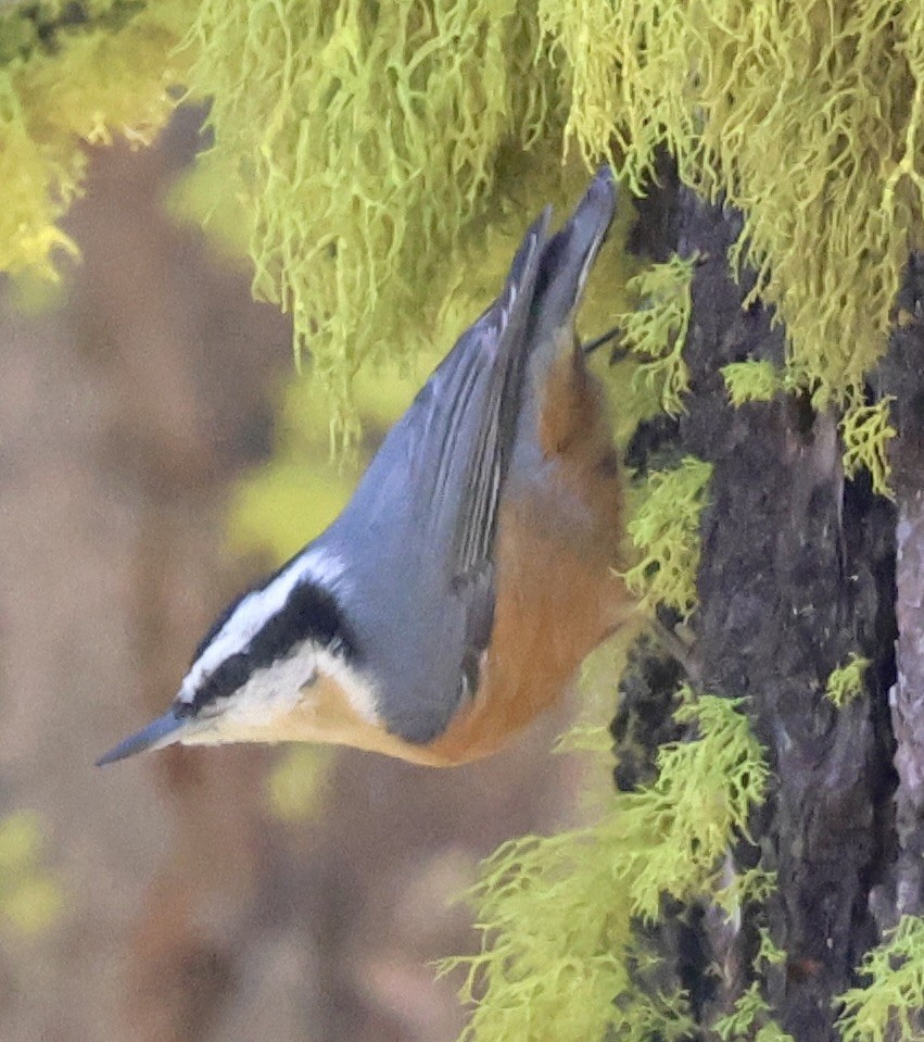 Red-breasted Nuthatch - ML609655443