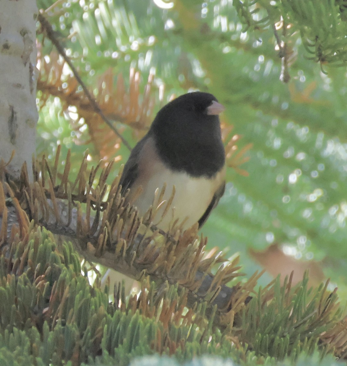 Dark-eyed Junco - ML609655461