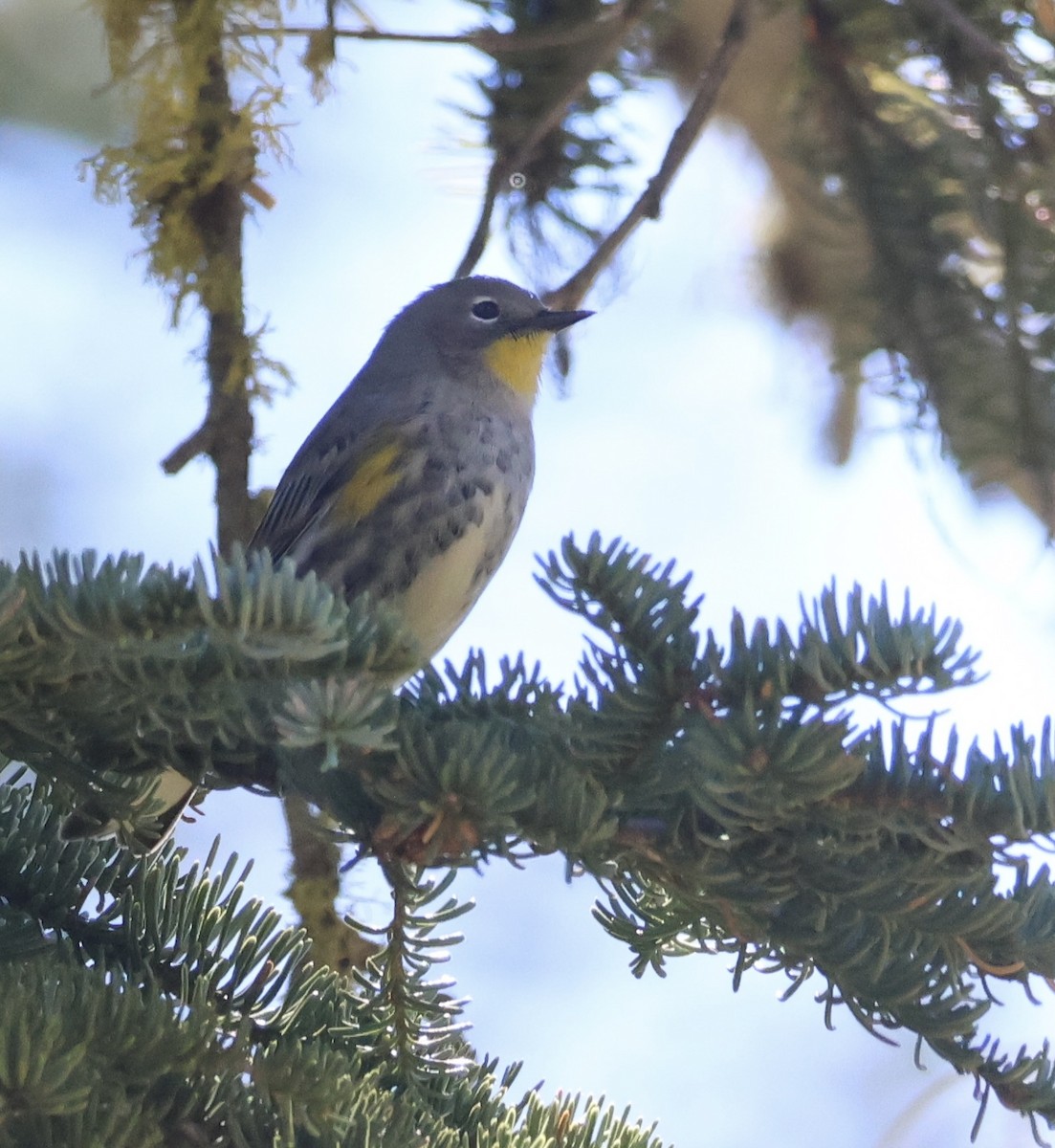 Yellow-rumped Warbler - ML609655490