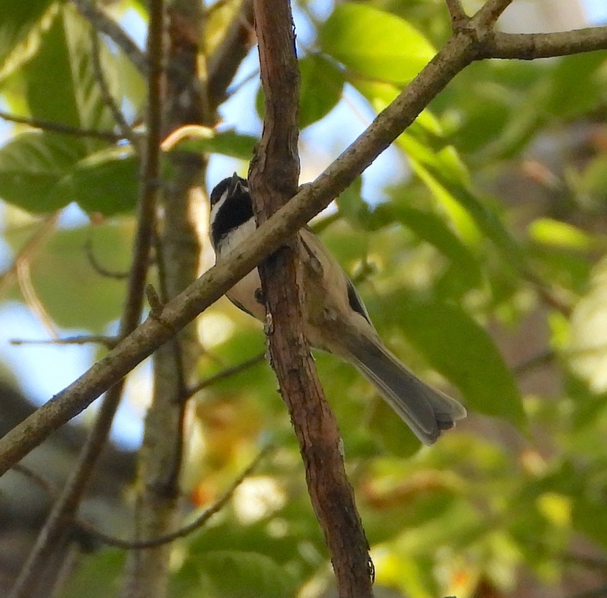 Carolina Chickadee - ML609655527