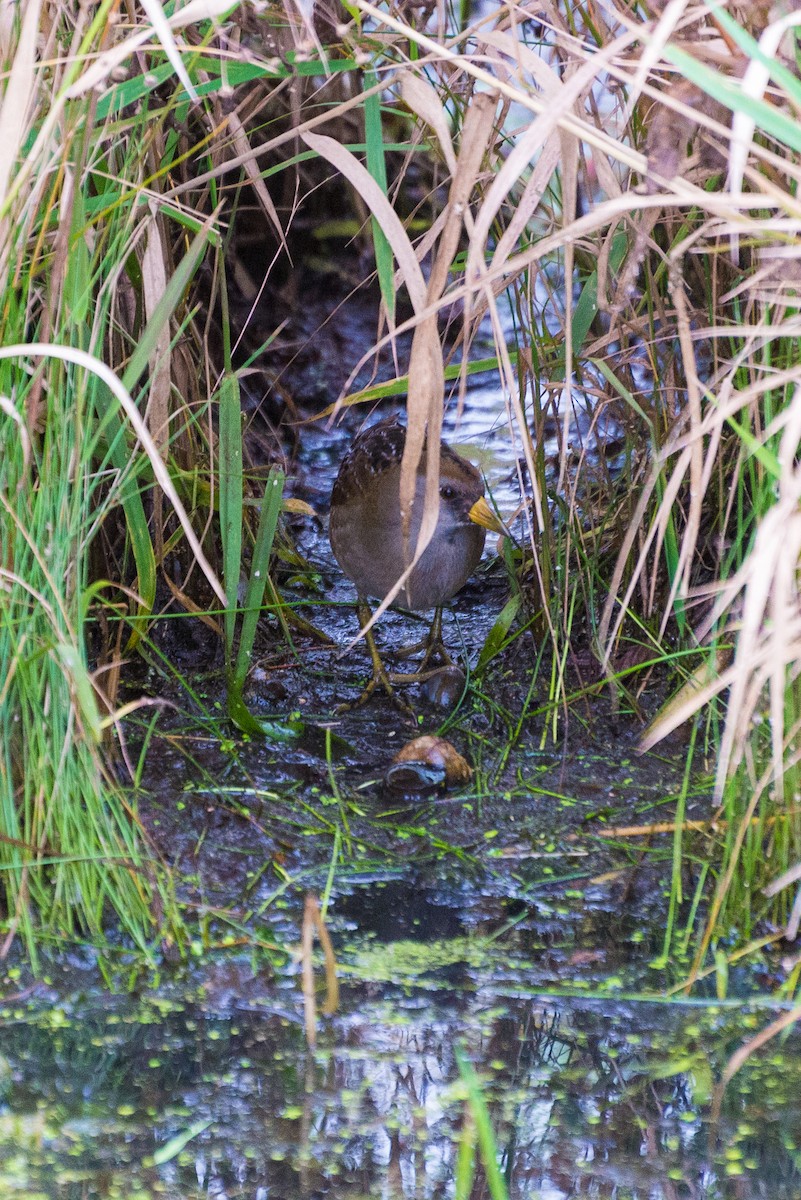 Polluela Sora - ML609655528