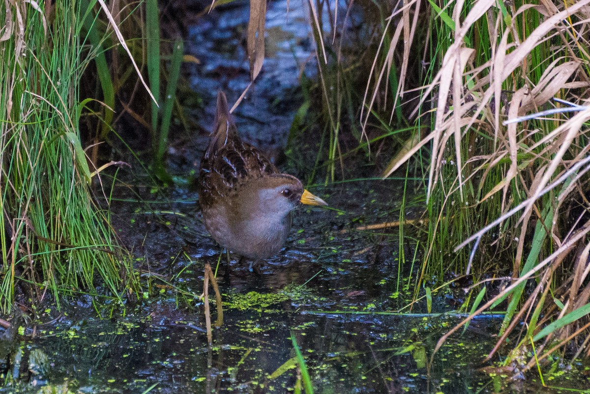 Polluela Sora - ML609655529