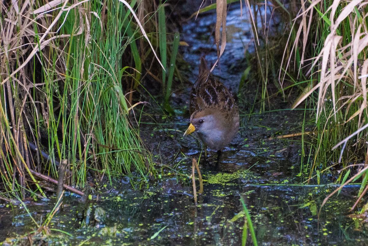 Polluela Sora - ML609655530