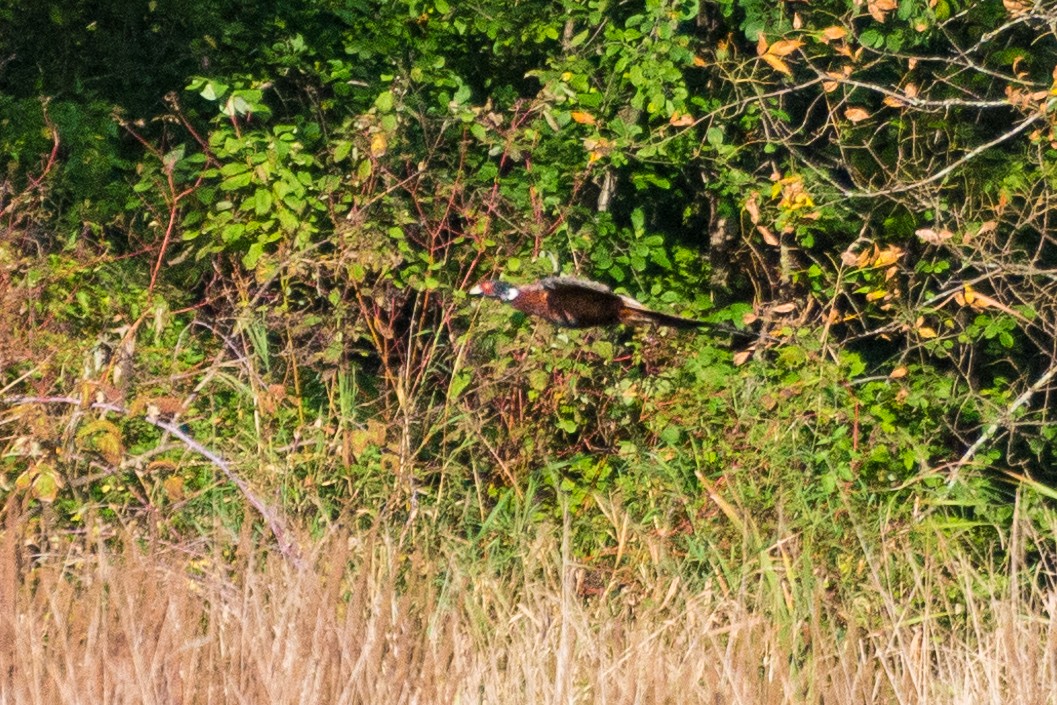 Faisán Vulgar - ML609655571