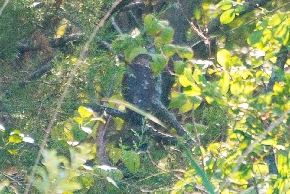 Gavilán Americano - ML609655639