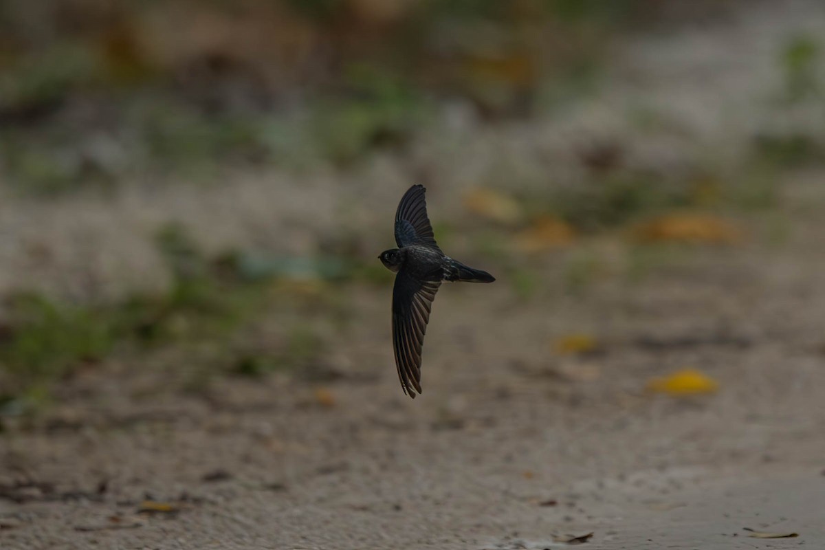 Christmas Island Swiftlet - ML609655640