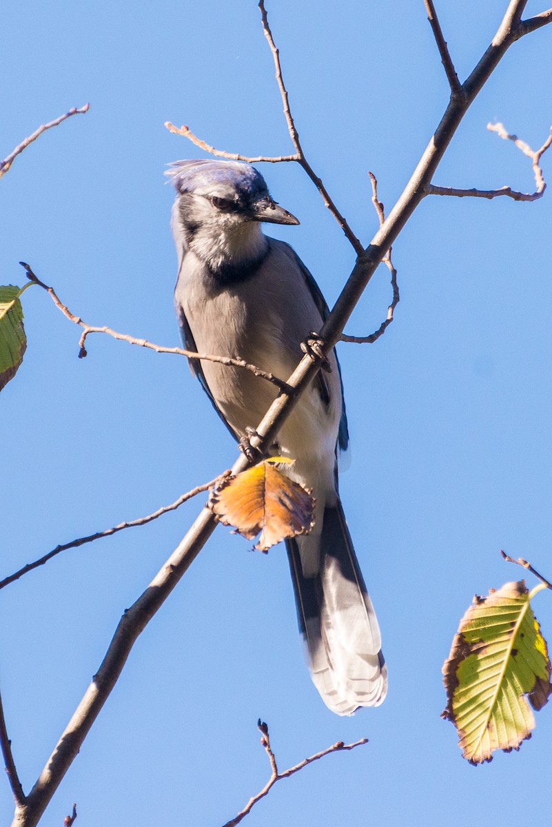 Chara Azul - ML609655650