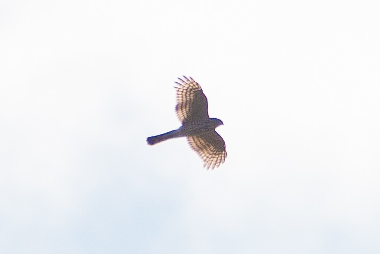 Gavilán Americano - ML609655674