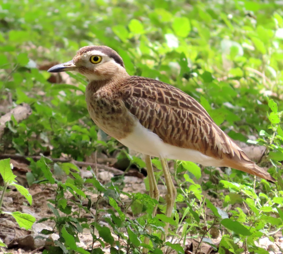 Double-striped Thick-knee - ML609655712