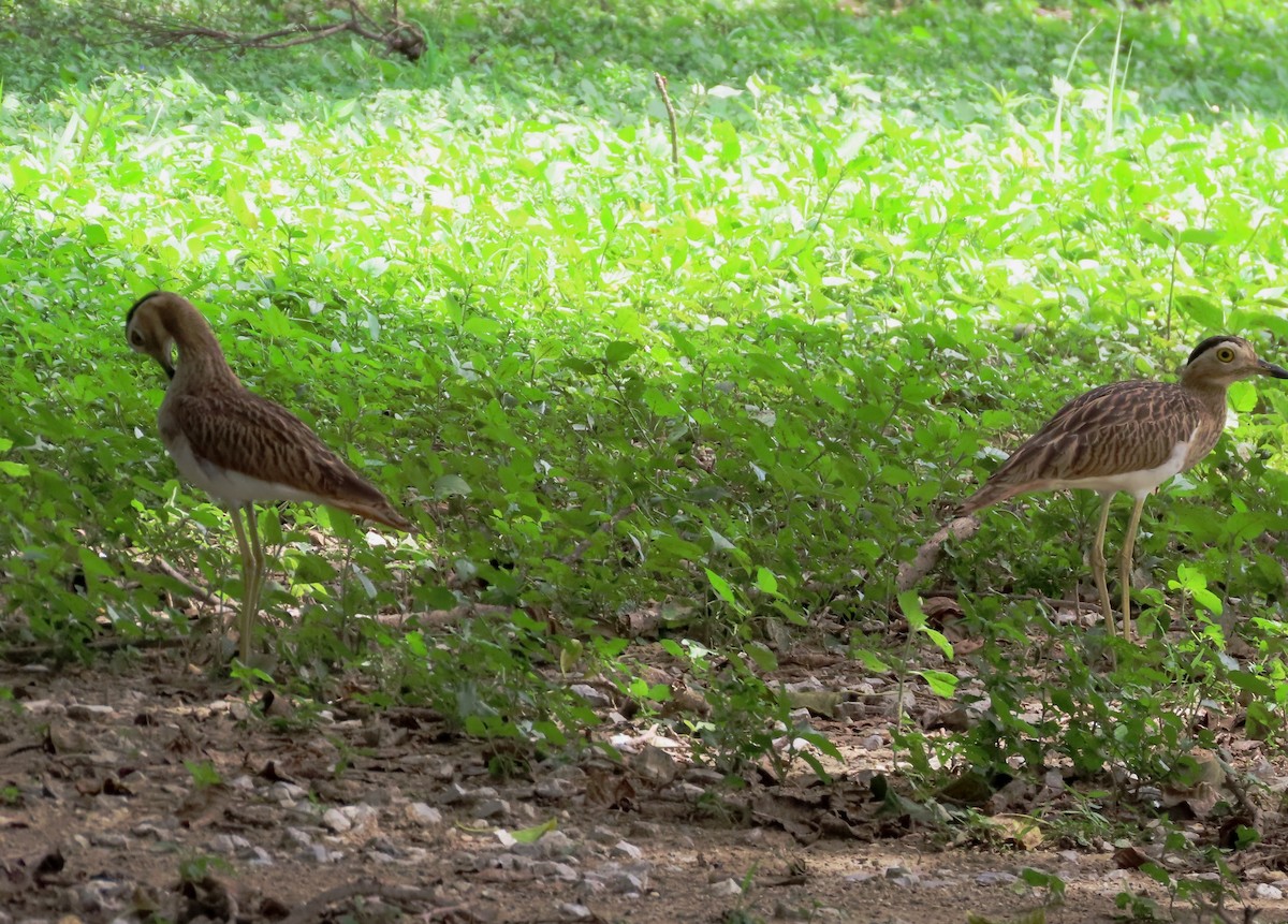 Double-striped Thick-knee - ML609655713