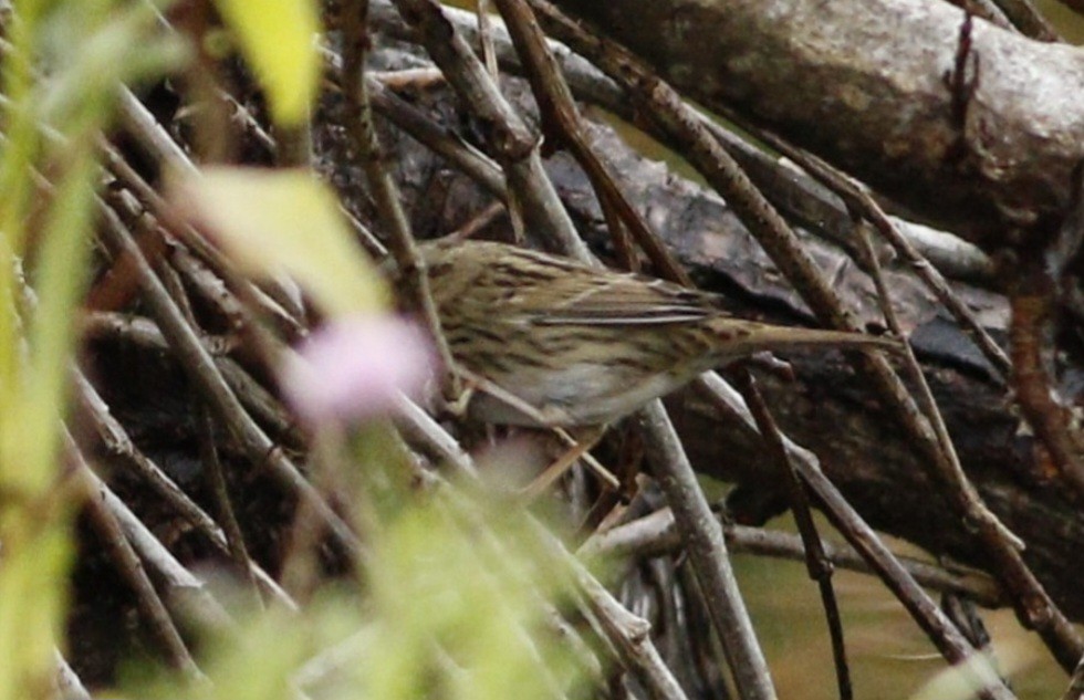 Lincoln's Sparrow - ML609655819