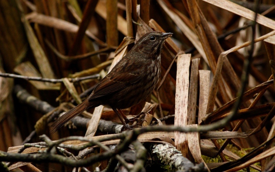 Song Sparrow - ML609655829