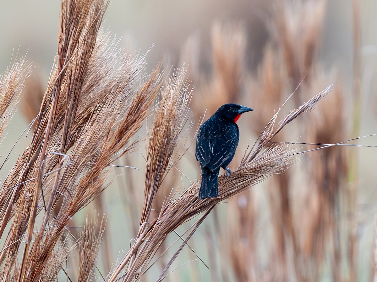 Red-breasted Meadowlark - ML609655837