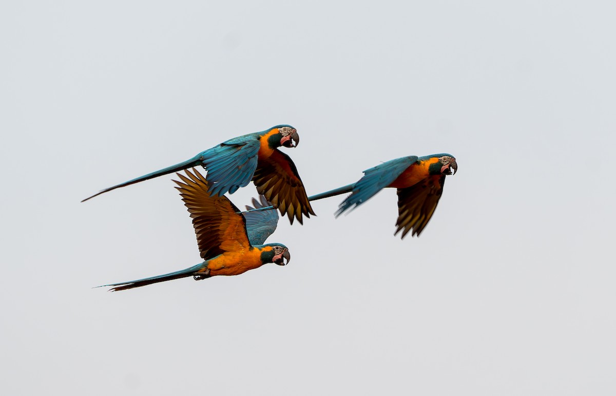 Blue-throated Macaw - Julie Davis