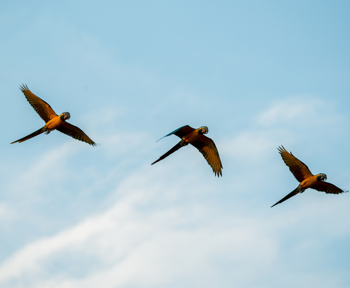 Blue-throated Macaw - Julie Davis