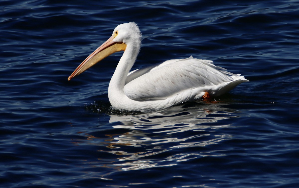 American White Pelican - ML609655886