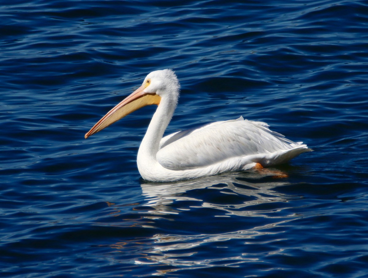 American White Pelican - ML609655887
