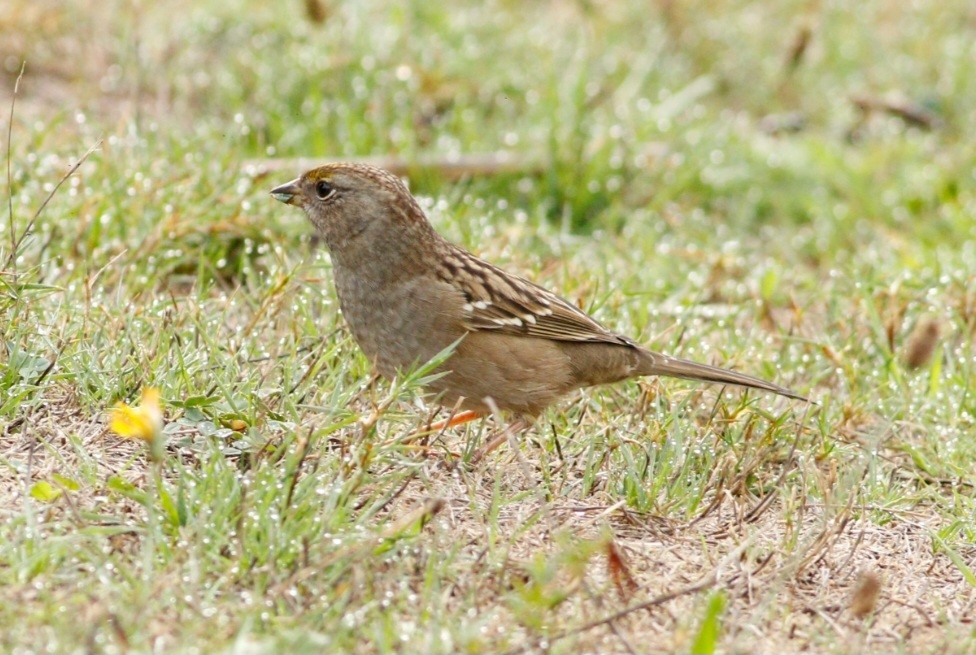 Bruant à couronne dorée - ML609655902