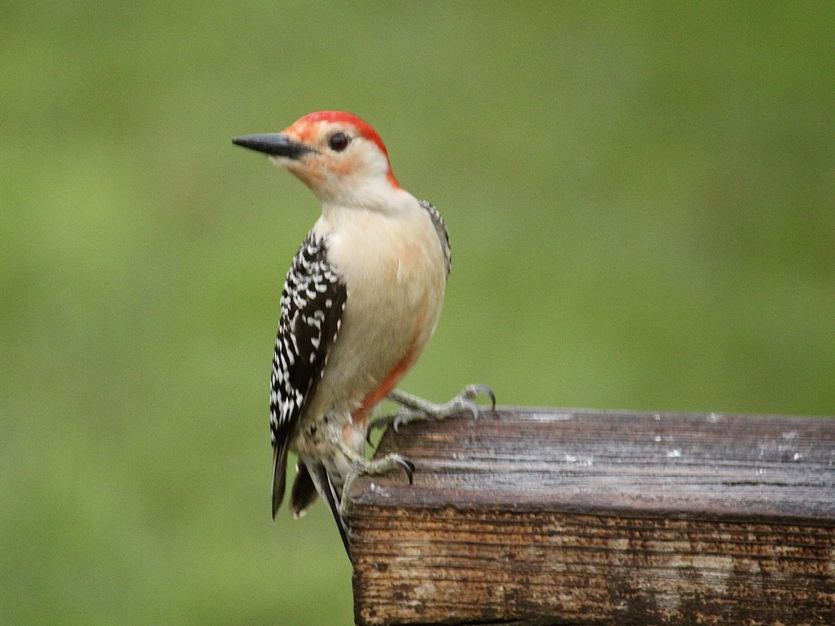 Red-bellied Woodpecker - ML609655976
