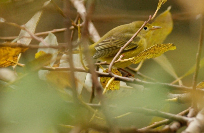 Yellow Warbler - Julio Recordon