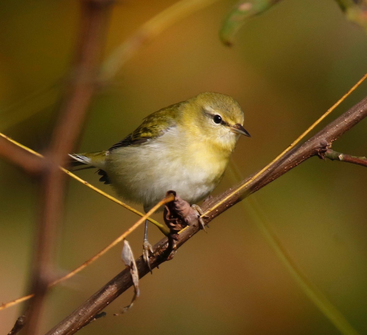 Tennessee Warbler - ML609656064