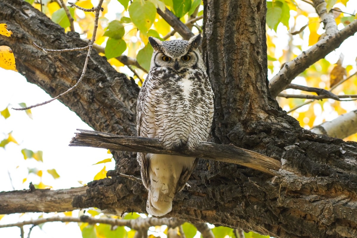 Great Horned Owl - ML609656134