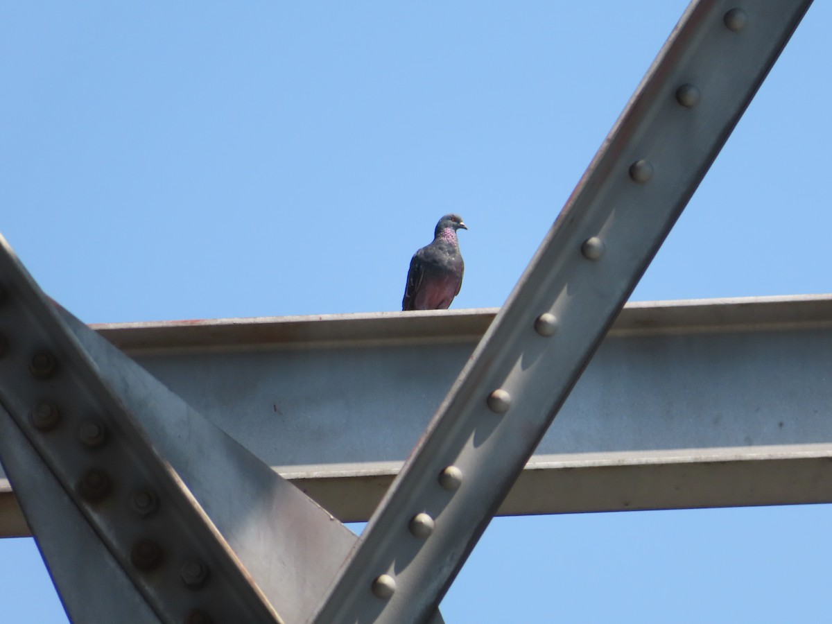 Rock Pigeon (Feral Pigeon) - ML609656152