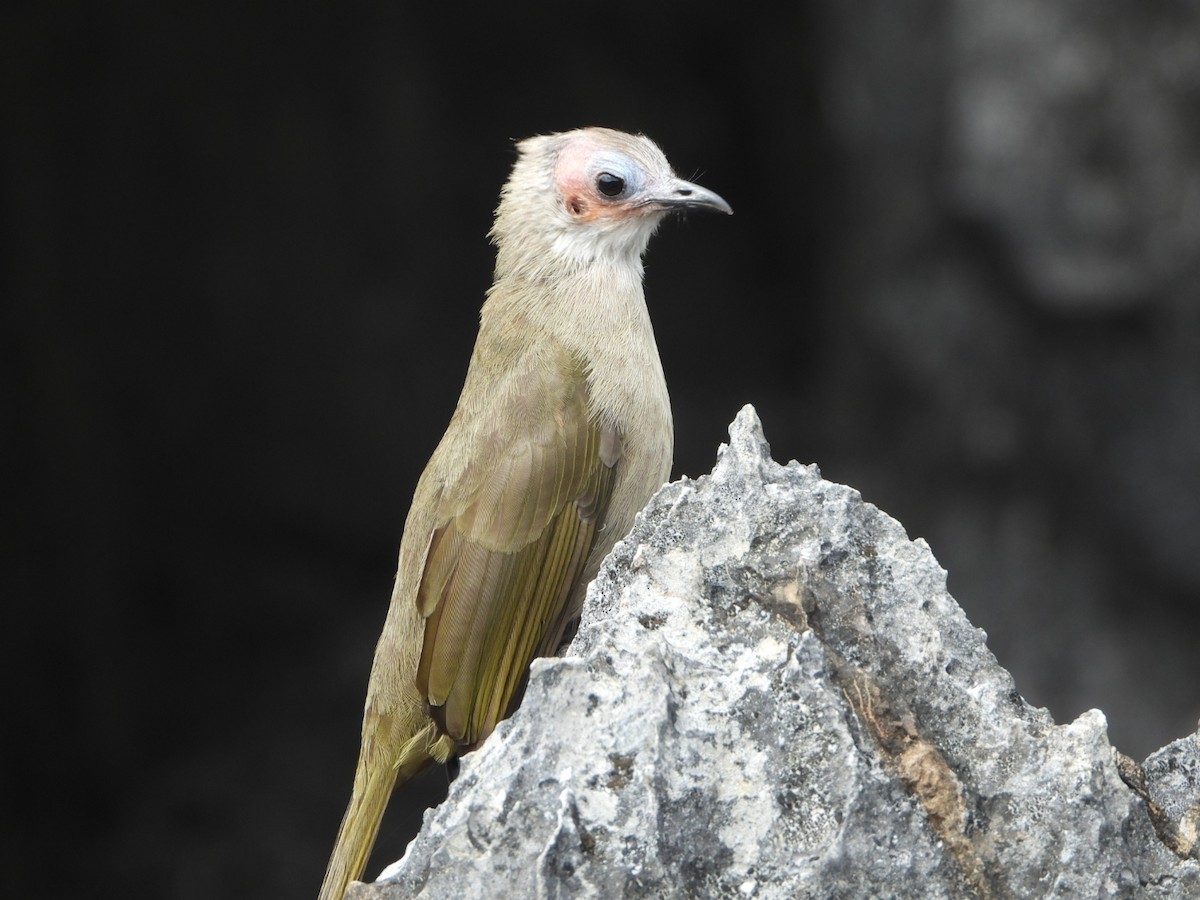 Bare-faced Bulbul - david karr