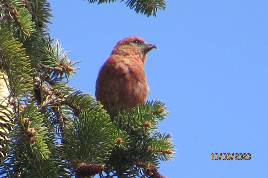 Bec-croisé des sapins - ML609656242