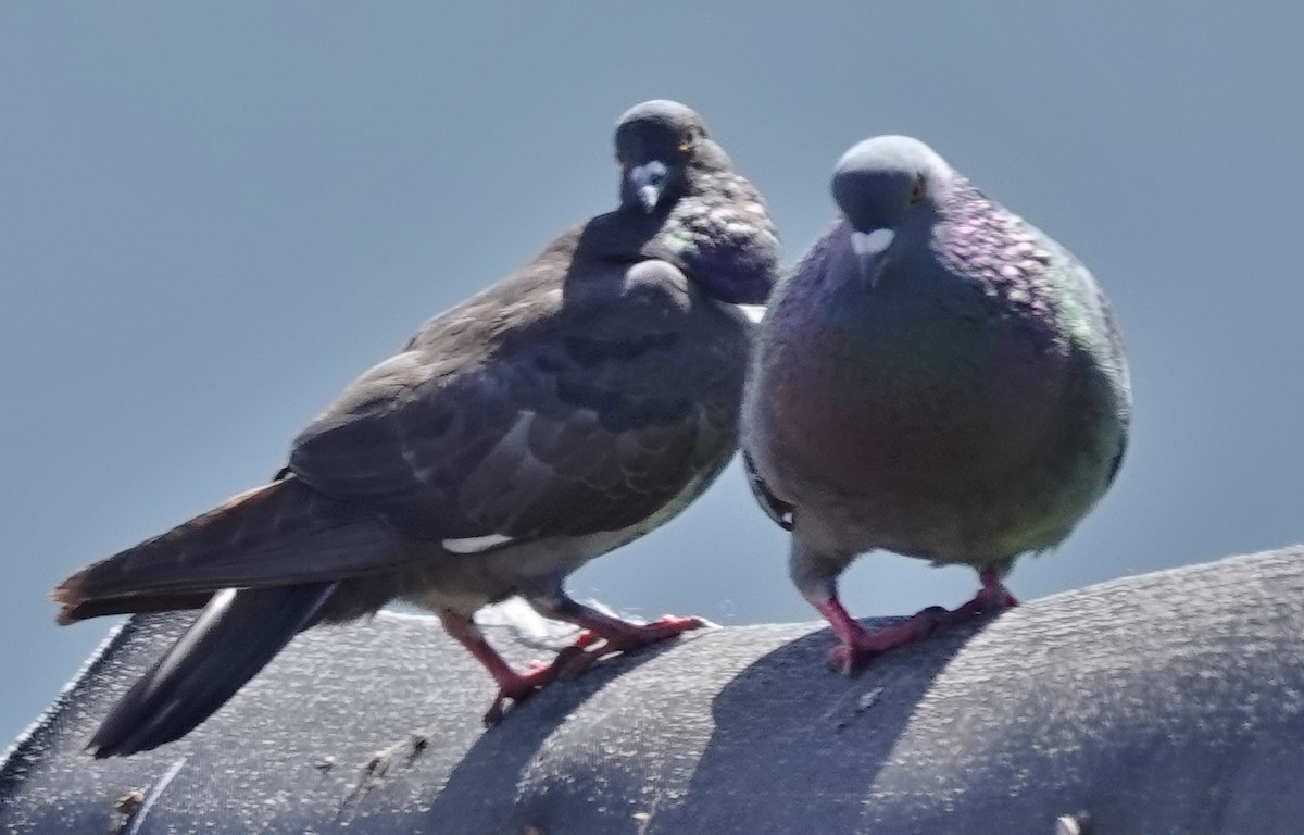 Rock Pigeon (Feral Pigeon) - ML609656301